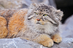Central Asia - Wild Cat Dictionary